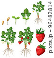 Set of strawberry growing steps isolated 96482814