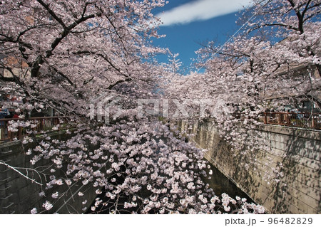 目黒川を埋め尽くす満開の桜トンネル（桜まつり） 96482829
