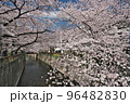 目黒川桜まつりに咲く豪華絢爛な桜 96482830