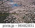 目黒川を埋め尽くす満開の桜模様（桜まつり） 96482831