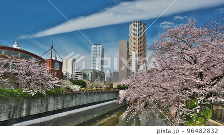 目黒川沿いの桜と高層ビルと飛行機雲のコラボ（桜まつり） 96482832