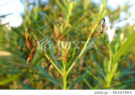 plant got yellow and dry  96483964