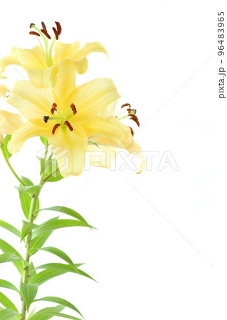 大輪のユリ　オリエンタルハイブリッド　黄色い花　明るい背景 96483965