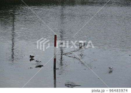 クロツラヘラサギとソリハシセイタカシギ (Okinawa) 96483974