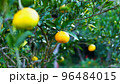 秋・冬に色づき始めた夏みかん 96484015