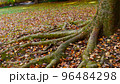 太い根を張りたくましく生きる大木 96484298