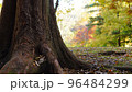 太い根を張りたくましく生きる大木 96484299