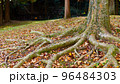 太い根を張りたくましく生きる大木 96484303