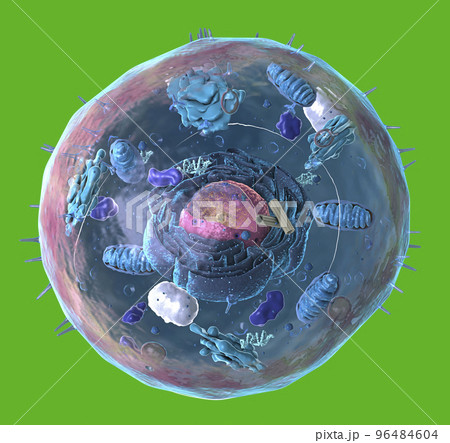 Components of Eukaryotic cell, nucleus and organelles and plasma membrane - 3d illustration 96484604