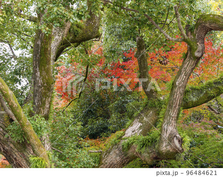 鮮やかに紅葉した神社のモミジ 96484621