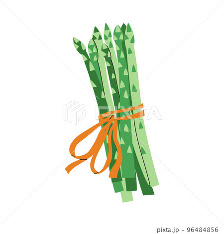 Asparagus Tied with Ribbon as Ketogenic Diet Food Vector Illustration Asparagus Tied with Ribbon as Ketogenic Diet Food Vector Illustration 96484856