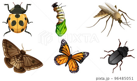 Set of different kinds of insects Set of different kinds of insects 96485051