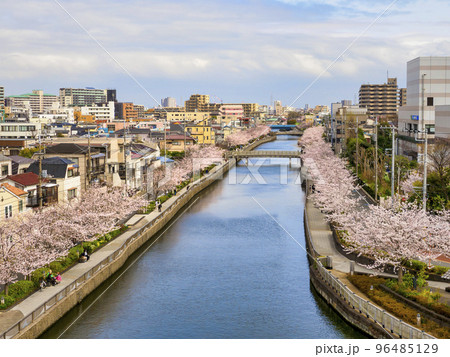 新川西水門広場の火の見櫓から見た新川千本桜・江戸川区 96485129