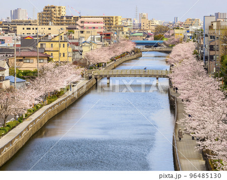 新川西水門広場の火の見櫓から見た新川千本桜・江戸川区 96485130