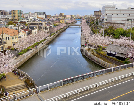 新川西水門広場の火の見櫓から見た新川千本桜・江戸川区 96485134