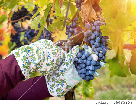 Farmer's Hands in gloves cutting red grapes with secateurs from vine plant during wine harvest 96485355