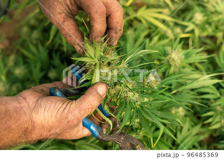Farmer controlling quality of blooming Marijuana. Organic Cannabis Sativa Female Plants with CBD 96485369