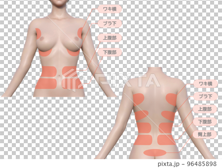 想要減肥的女性的治療區域自然 3D 模型上半身正面和背面視圖插圖集 96485898