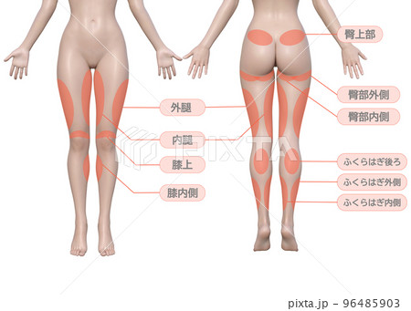 女性が改善したい痩せたい施術部位 ナチュラルな3Dモデルの下半身正面 