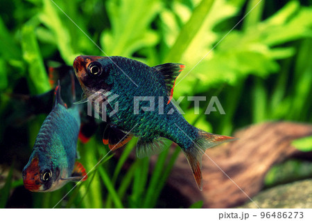 グリーンスマトラ  熱帯魚　コイの仲間　アクアリウム 96486273