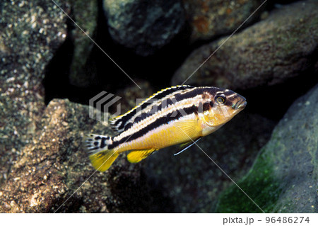 イエローストライプシクリッド アフリカンシクリッド イエローストライプシクリッド アフリカンシクリッド 96486274