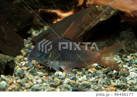 コリドラス　コリドラス・コンコロール　ナマズの仲間 96486277