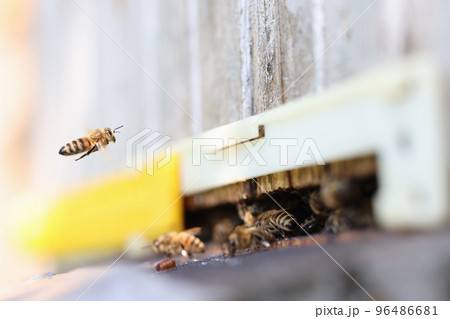Honey bees swarm flying around enters of hive 96486681