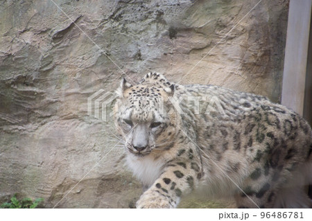 雪豹 雪豹 96486781