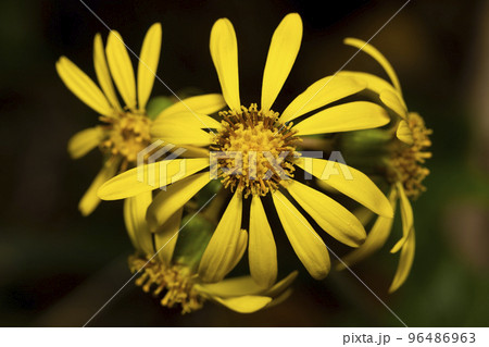 ツワブキ　花 96486963
