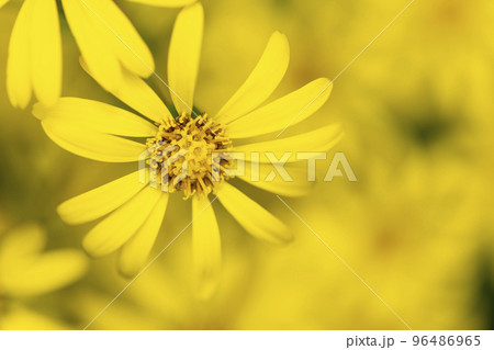 ツワブキ　花 96486965