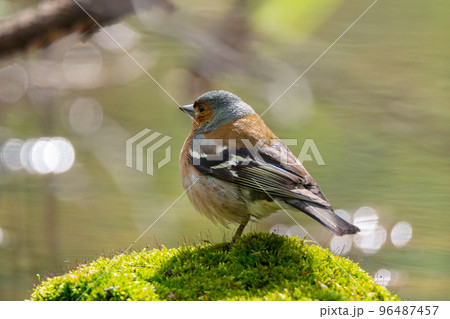 chaffinch on a branch chaffinch on a branch 96487457