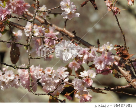 十月桜 96487985