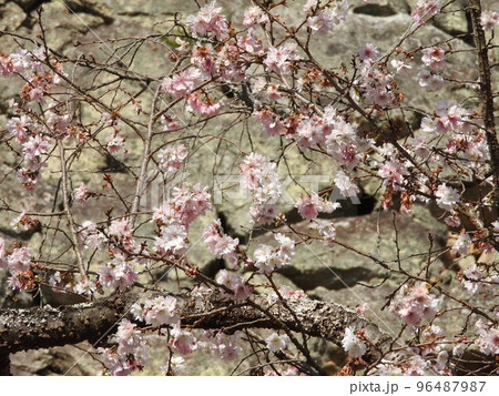 十月桜 96487987