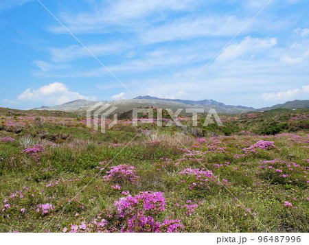 熊本県阿蘇山　中岳の麓とミヤマキリシマの花　 96487996