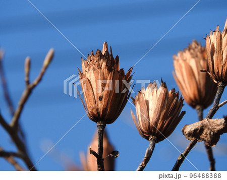 ユリノキ（百合の木）の果実 96488388