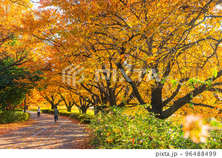秋の紅葉した公園でランニングする人　信州スカイパーク 96488499