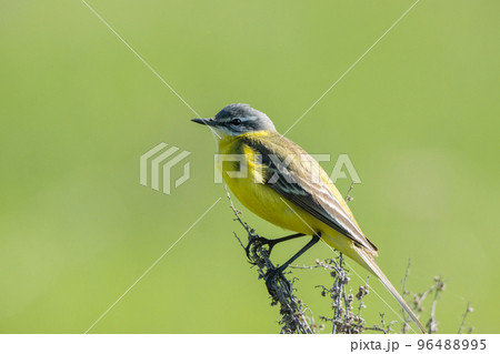 wagtail on a branch wagtail on a branch 96488995
