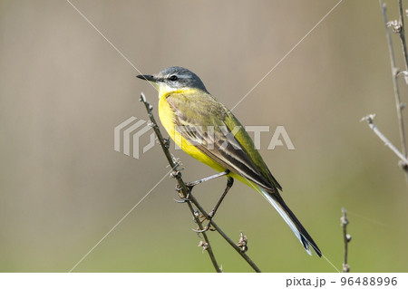 wagtail on a branch 96488996