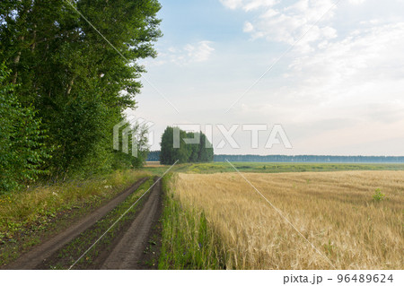 sunrise in the field sunrise in the field 96489624