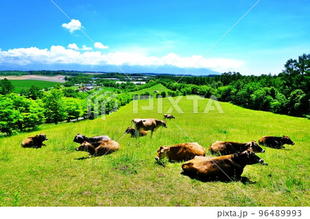 千代田の丘 (北海道美瑛町) 千代田の丘 (北海道美瑛町) 96489993