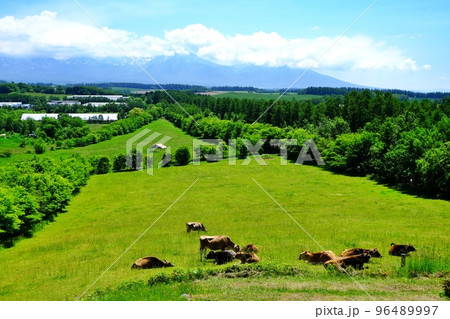 千代田の丘　（北海道美瑛町） 96489997