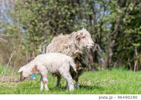 sheep and lamb on green grass 96490280