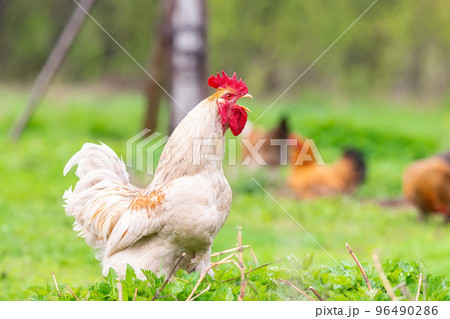 A rooster and a free-range chicken on the grass in the countryside.. A rooster and a free-range chicken on the grass in the countryside.. 96490286
