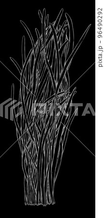 ニラのイラスト素材　黒背景の白い線画 96490292