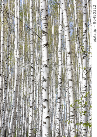 beautiful may scenic landscape with birch copse. Birch forest. Birch Grove. White birch trunks. beautiful may scenic landscape with birch copse. Birch forest. Birch Grove. White birch trunks. 96490312