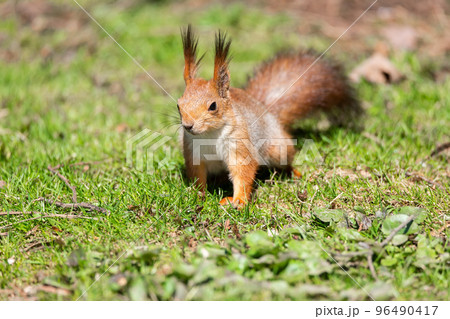 Red squirrel sits in the grass. 96490417