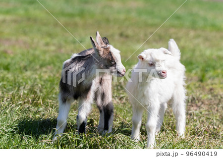 White goat in the garden eats young succulent grass, breeding goats.. White goat in the garden eats young succulent grass, breeding goats.. 96490419