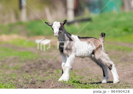 baby goat kids stand in long summer grass. 96490428