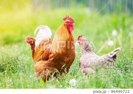 Rooster and Chickens. Free Range Cock and Hens. Rooster and Chickens. Free Range Cock and Hens. 96490722