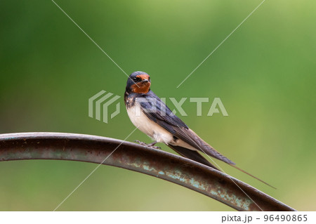 village swallow on the fence village swallow on the fence 96490865